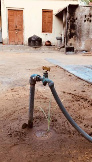 My ancestral village - Jai Singhpura in Sekhawati - is located in close proximity to the Thar Desert in India. This is a sight of small plant growing in the middle of the desert motivated me a lot in a recent short trip! Water supply is often irregular and disrupted too - yet the resilience of the sapling is noteworthy.