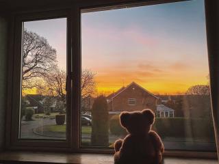 Teddy Bear views the sunrise through a window