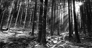 Monochrome forest in Taney, Leinster, Ireland.