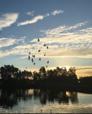 I captured this formation of doves amid the serene water and sky. It reminded me of this: To be free from the unsettling pandemic, we must coordinate our actions, like these doves, and recognize the role of each of us. (Photo taken in Pangasinan, Philippines)