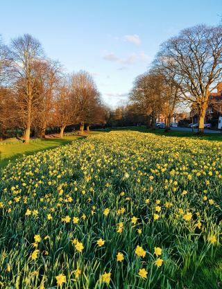Taken in Leamington Spa, the blankets of daffodils are a bright sign of hope