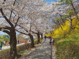 cherry blossoms in Korea in 2020