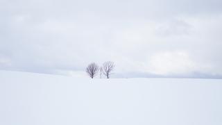 Oyako tree in Hokkaido, Japan I saw hope when I saw two trees that stood firm even in the middle of winter. I would like to share with U21 members around the world the hope I felt while looking at the patience and firm will of the tree.