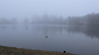 This was taken at my local park in Malmö, Sweden. I identified with this lonely Eurasian coot. Its flock is not too far away but the mist prevents us from seeing them. In reality, they're close by, even if obscured.