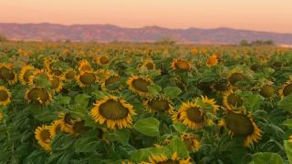 Seeing the sunrise over the sunflower fields by my home in Northern California was a much appreciated moment of peace and beauty during a time of crisis.