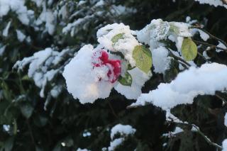 Scarlet summer rose Resilient in snow Inspires a haiku